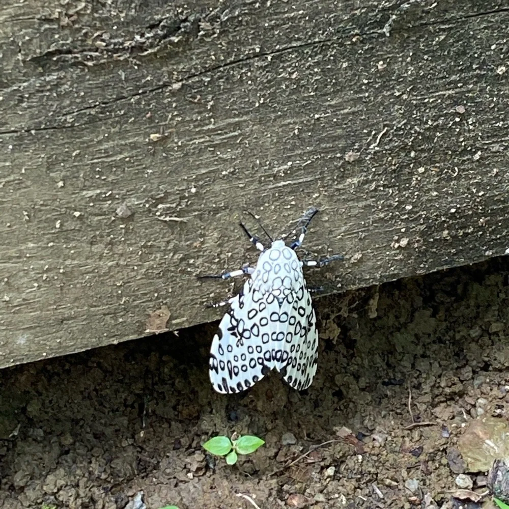 Nature is awesome